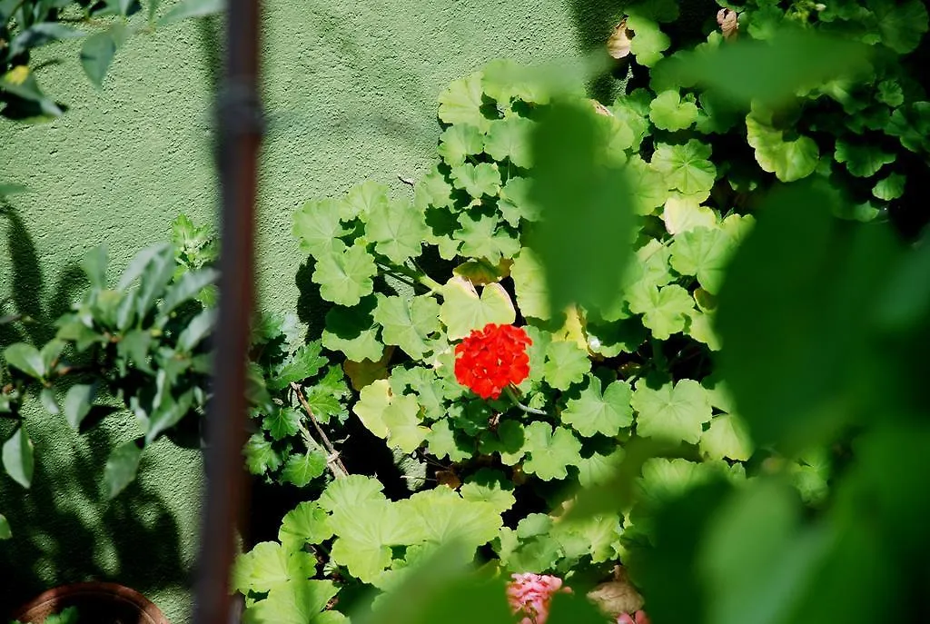 Kandyan White Holiday Homes Πανσιόν